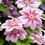 Clematis 'Bees Jubilee', Bosrank