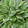 Hosta 'Wide Brim' , Hartlelie