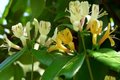 Lonicera heckr. 'Copper Beauty', Kamperfoelie