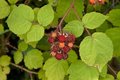 Rubus phoenicolasius, Japanse wijnbes