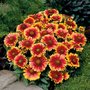 Gaillardia 'Arizona Sun', Kokardebloem