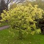 Chimonanthus praecox, 125/150 cm 25L, meerstammig, Winterzoet