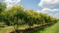 Koelreuteria paniculata, 150/175 cm 90L, meerstammig, Lampionboom