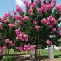 Lagerstroemia indica, 300/350 cm 230L, meerstammig