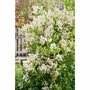 Ligustrum jap. 'Texanum', 200/250 cm 90L, meerstammig, Japanse liguster