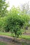 Liquidambar styraciflua, 200/250 cm 90L, meerstammig, Amberboom