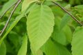 Ostrya japonica, 250/275 cm 90L Pot,meerstammig, Japanse hopbeuk