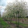 Pyrus call. 'Chanticleer', 150/175 cm 90L pot, meerstammig, Sierpeer