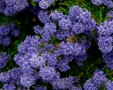 Ceanothus hybr. 'Concha', 80-100 10L Sikkelbloem