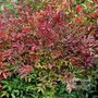 Nandina domestica, 100/125 25L, hemelse bamboe