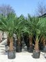 Trachycarpus fortunei, 100/120 pot, Chinese Waaierpalm