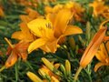 Hemerocallis 'Aten', Daglelie