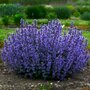 Nepeta 'Cat's Pajamas', Kattekruid