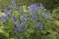 Corydalis calycosa, Helmbloem