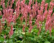 Persicaria amplexicaulis 'Orangofield' P9, ® Duizendknoop