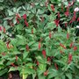 Persicaria 'Bloody Mary', ® Duizendknoop