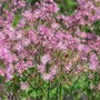 Thalictrum aquilegifolium 'Thundercloud', Ruit