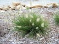 Pennisetum alop. 'Tiny Twinkler' P9, Lampepoetsergras