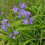 Campanula persicifolia, Klokjesbloem