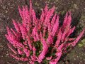 Calluna vulgaris 'Angie', Dopheide