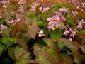 Epimedium versicolor 'Cherry Tart', Elfenbloem