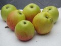 Malus 'James Grieve', 10/12 Blote wortel, Lei-fruit voorgeleid met rek