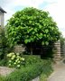 Catalpa bign. 'Nana', 10/12 30L pot (= Bungei)