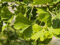 Ginkgo biloba 'Pendula', stam 150 cm 10L, Japanse notenboom