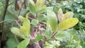 Salix aurita, Geoorde wilg, bosplantgoed, 0+1 60-100