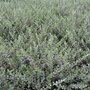 Salix repens, Kruipende wilg, 0+1 40-60