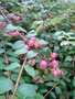 Symphoricarpos chenaultii, Sneeuwbes, bosplantgoed, 0+1 40-60