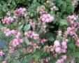 Symphoricarpos d. 'Mother of Pearl', Sneeuwbes, 0+1 40-60