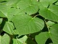 Tilia platyphyllos, Zomerlinde, 1+1 50/80