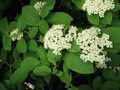 Viburnum Lantana, Wollige sneeuwbal, 1+2 50-80