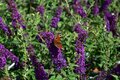 Buddleja dav. 'Blue Chip', 3L pot, Vlinderstruik