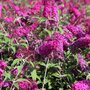 Buddleja dav. 'Miss Ruby', 3L Vlinderstruik