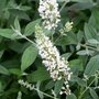 Buddleja dav. 'White Chip', 3L pot, Vlinderstruik