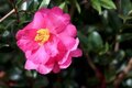 Camellia sas. 'Hiryu', 50-60 cm 5L pot