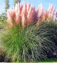 Cortaderia selloana 'Rosea' 3L, Roze Pampasgras