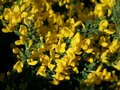 Cytisus decumbens, 1.5L Brem