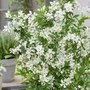 Exochorda race. 'Blushing Pearl', 2L, Parelstruik