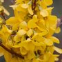 Forsythia int. 'Week-End' (Courtalyn), 7.5L Chinees klokje ®