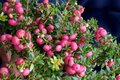 Gaultheria mucronata, 1.5L Parelbes