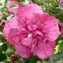 Hibiscus syr. 'Magenta Chiffon', 3L, Althaeastruik