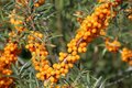 Hippophae rhamn. 'Friesd. Orange', 40-50 3L, Duindoorn