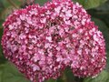 Hydrangea arbor. 'Ruby Annabelle', 30-40 5L, Hortensia