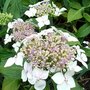 Hydrangea macro. 'Lanarth White', 7.5L, Hortensia