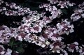 Hydrangea macro. 'Mariesii Grandiflora' 7.5L, Hortensia