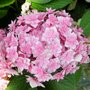 Hydrangea macro. 'You & Me Expression', 3L, Hortensia (Romance)