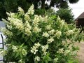 Hydrangea pan. 'Unique', 7.5L Pluimhortensia